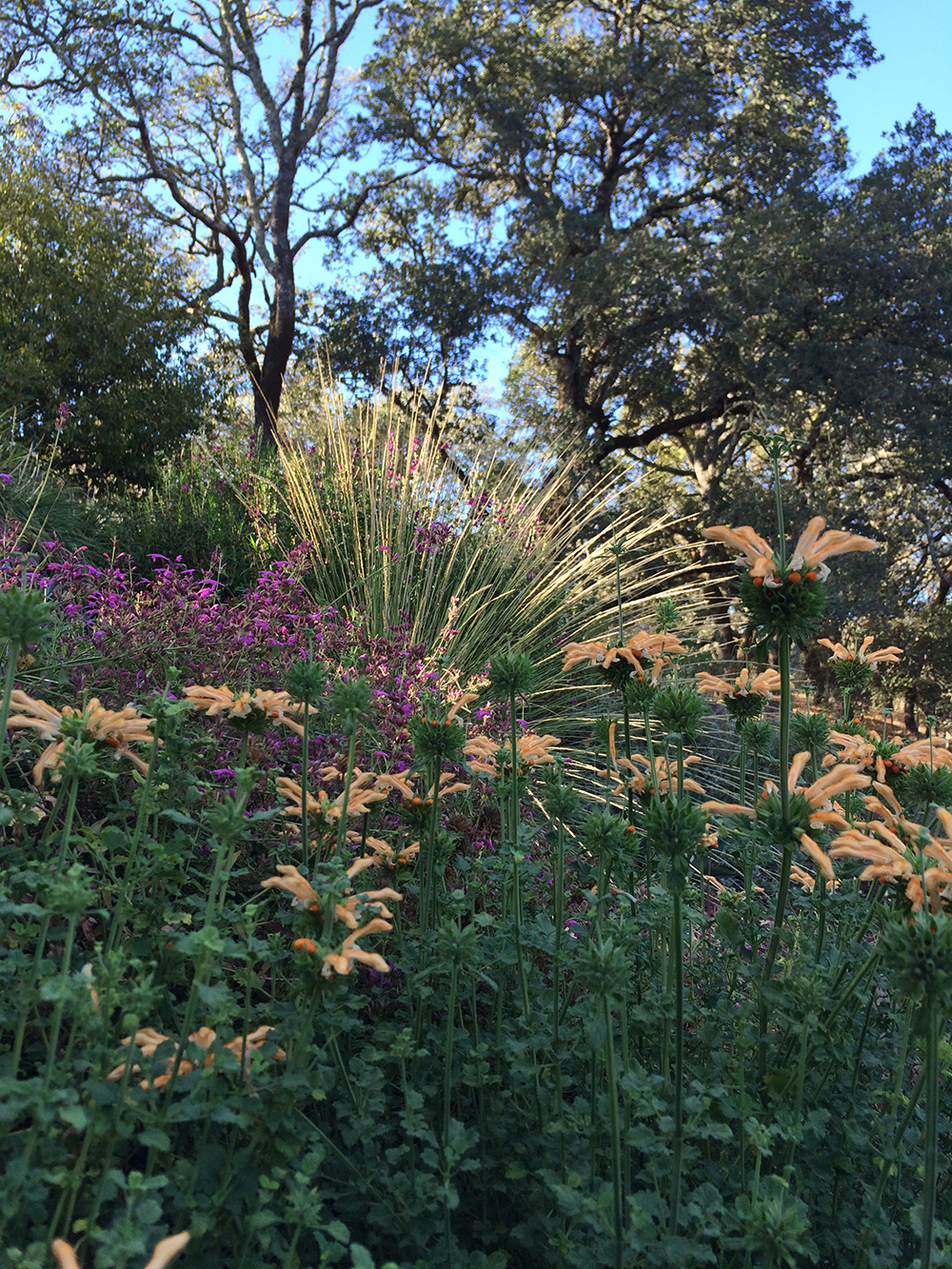Sonoma County Garden - Ann Rosmarin Landscape Design