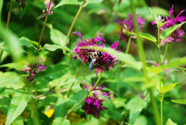Butterfly Garden