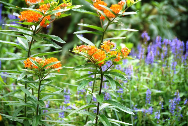 Butterfly Garden - Ann Rosmarin Landscape Design