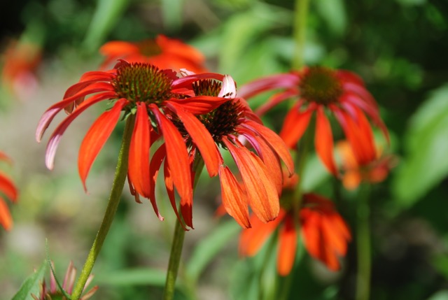 Butterfly Garden