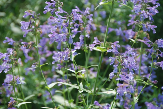 Butterfly Garden