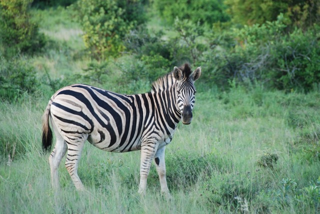 Leshiba Wilderness