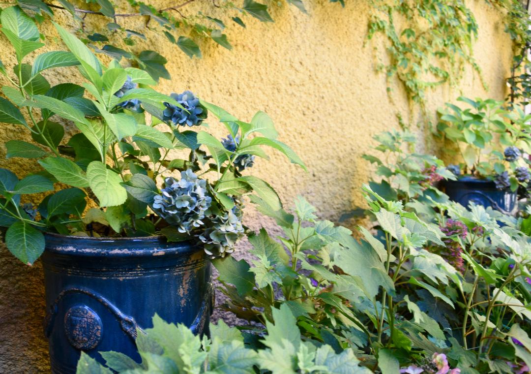 Bacchus Courtyard, Jordan Winery - Ann Rosmarin Landscape Design