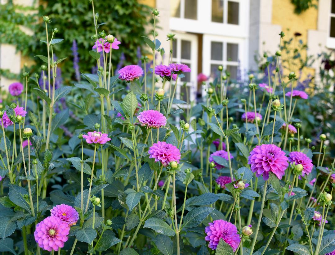 Bacchus Garden at Jordan Winery - Ann Rosmarin Landscape Design