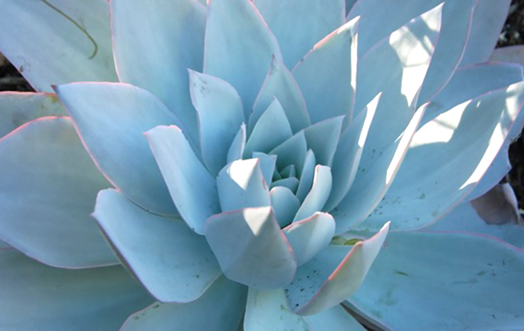 Sonoma County Garden - Ann Rosmarin Landscape Design