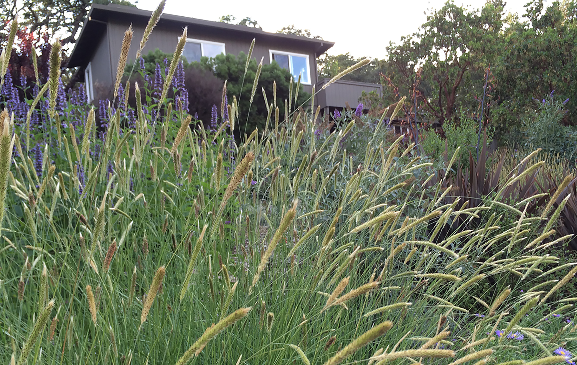 Sonoma County Garden - Ann Rosmarin Landscape Design