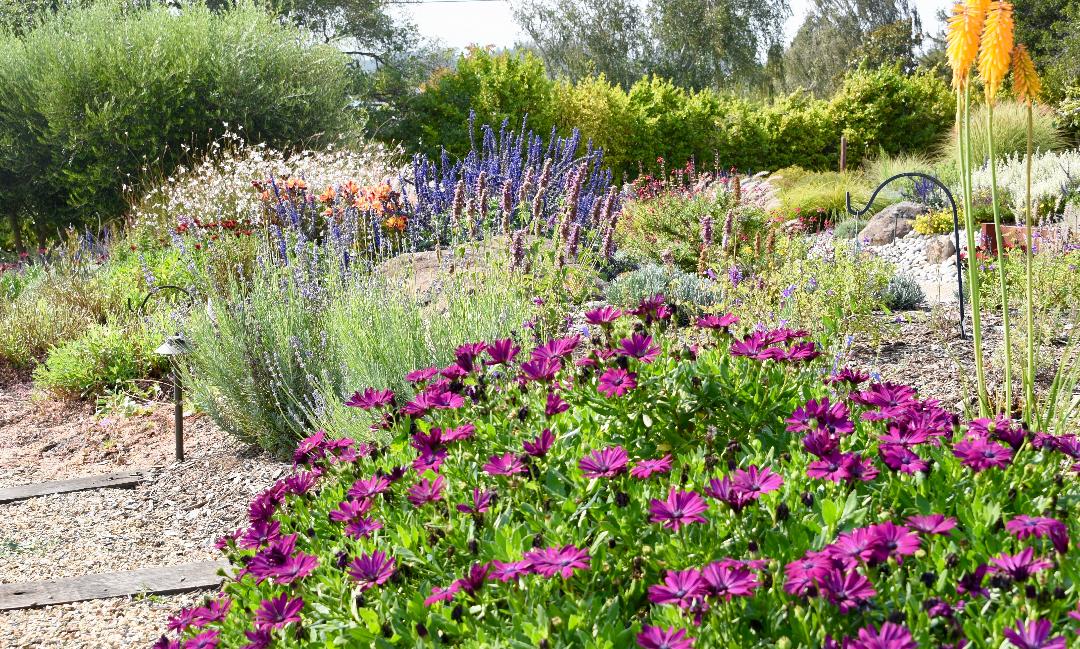 Sebastopol Summer Garden - Ann Rosmarin Landscape Design