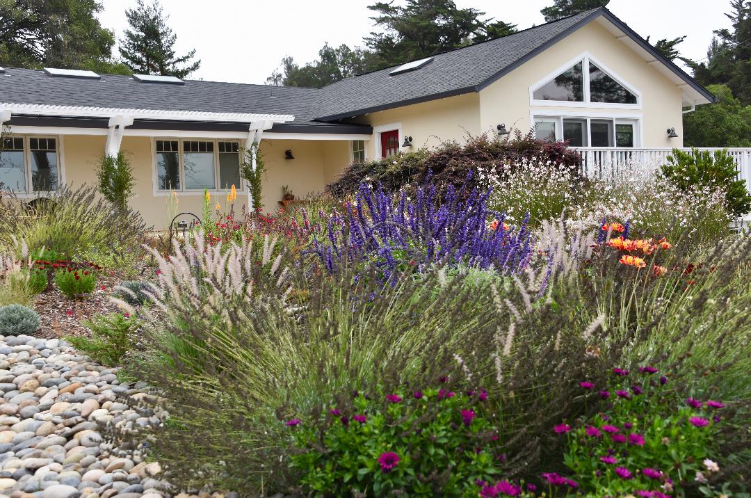 Sebastopol Summer Garden - Ann Rosmarin Landscape Design