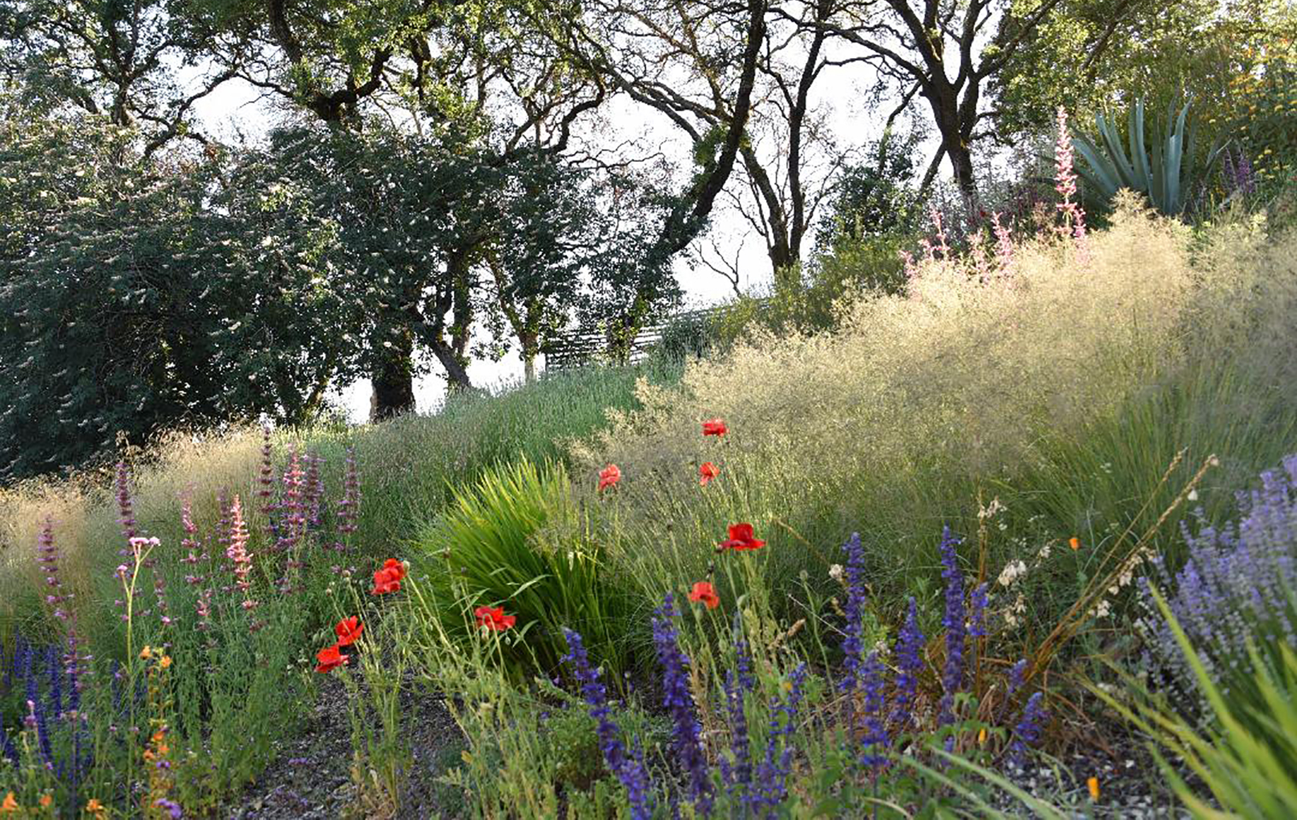 Sonoma County Garden - Ann Rosmarin Landscape Design