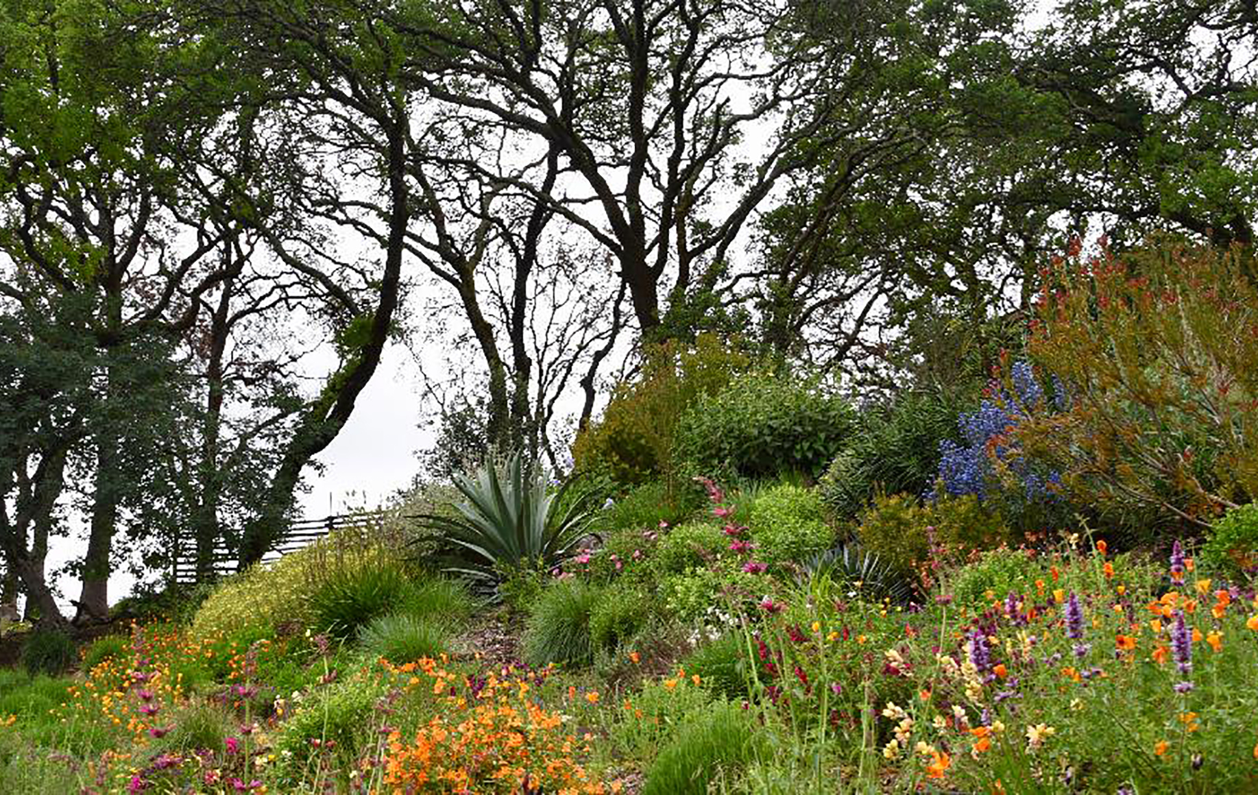 Sonoma County Garden - Ann Rosmarin Landscape Design