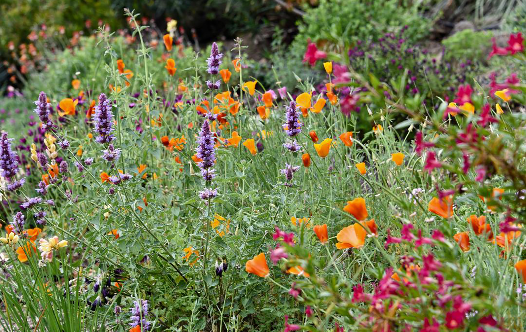 Sonoma County Garden - Ann Rosmarin Landscape Design
