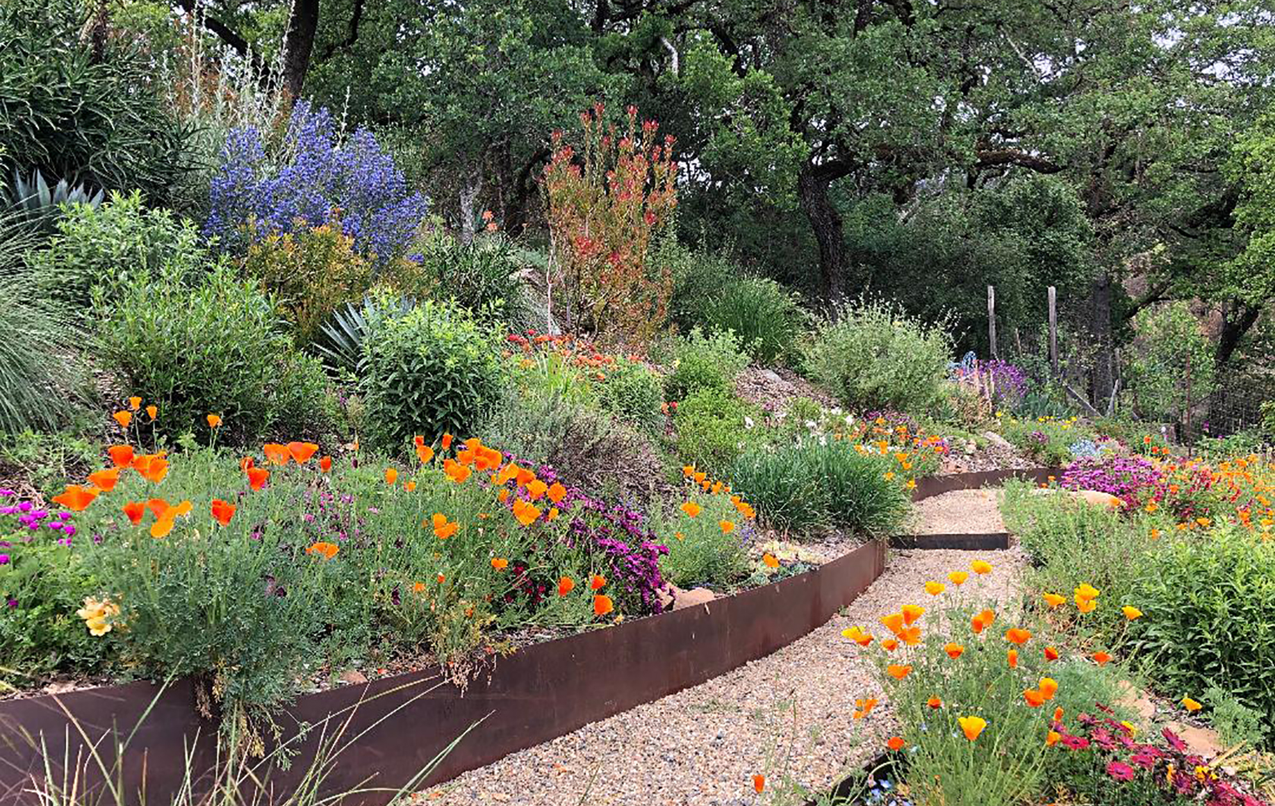 Sonoma County Garden - Ann Rosmarin Landscape Design