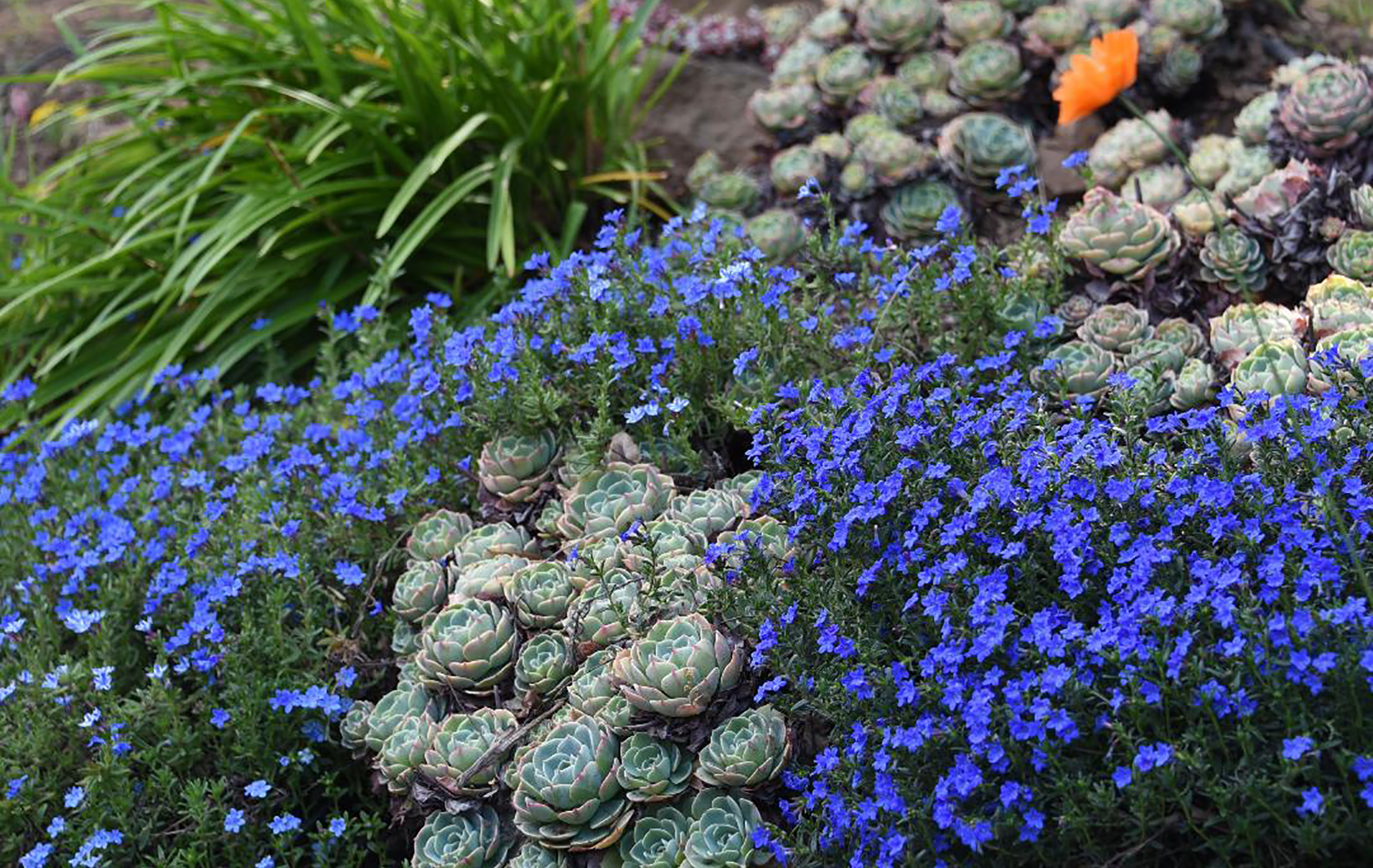 Sonoma County Garden - Ann Rosmarin Landscape Design