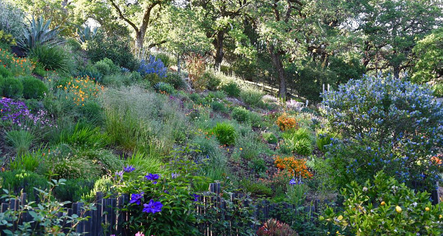 Sonoma County Garden by Ann Rosmarin Landscape Design