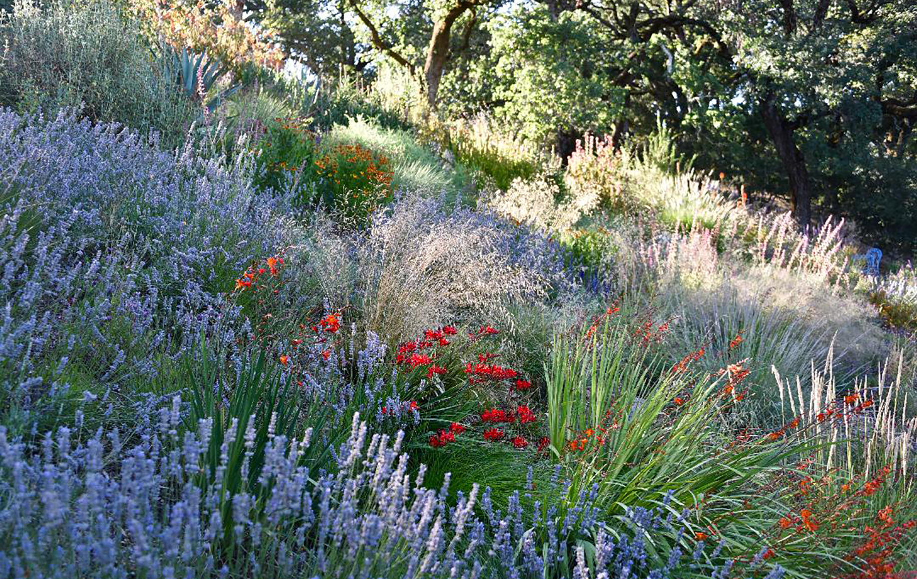 Sonoma County Garden - Ann Rosmarin Landscape Design