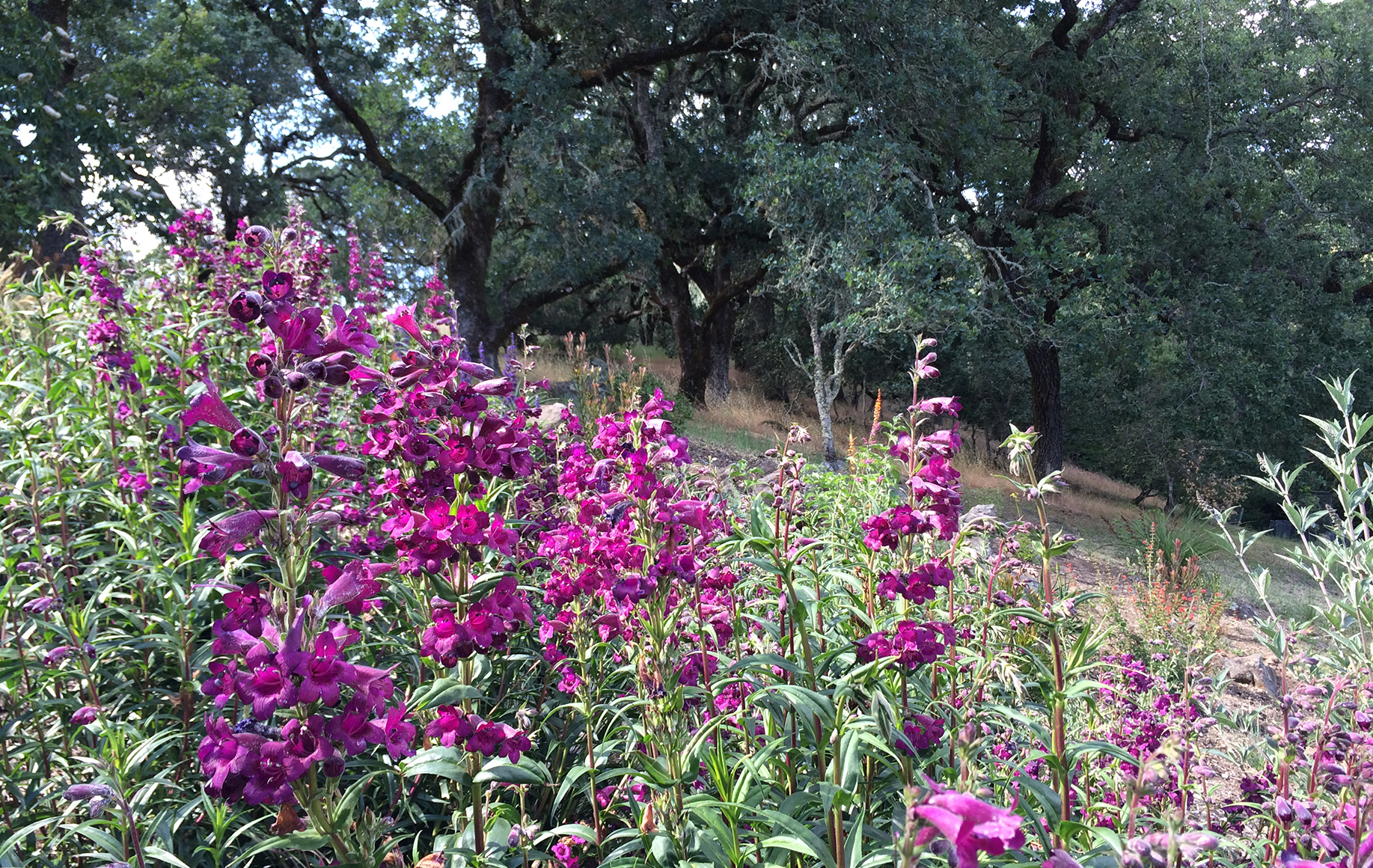 Sonoma County Garden - Ann Rosmarin Landscape Design