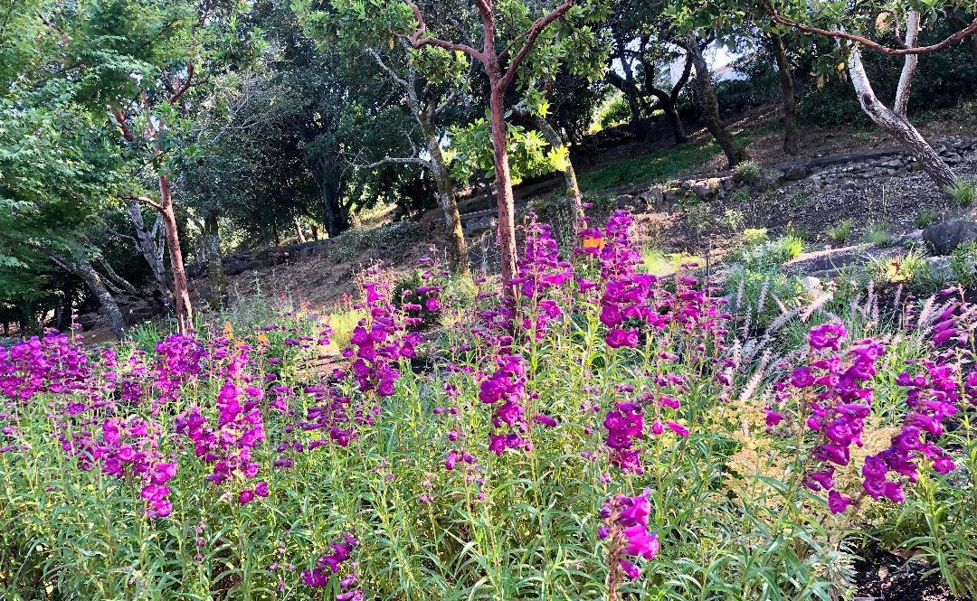 Japanese Meadow Garden - Ann Rosmarin Landscape Design