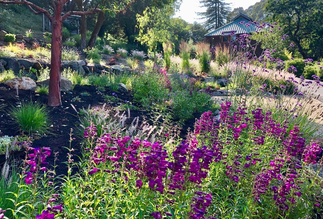 Japanese Meadow Garden - Ann Rosmarin Landscape Design