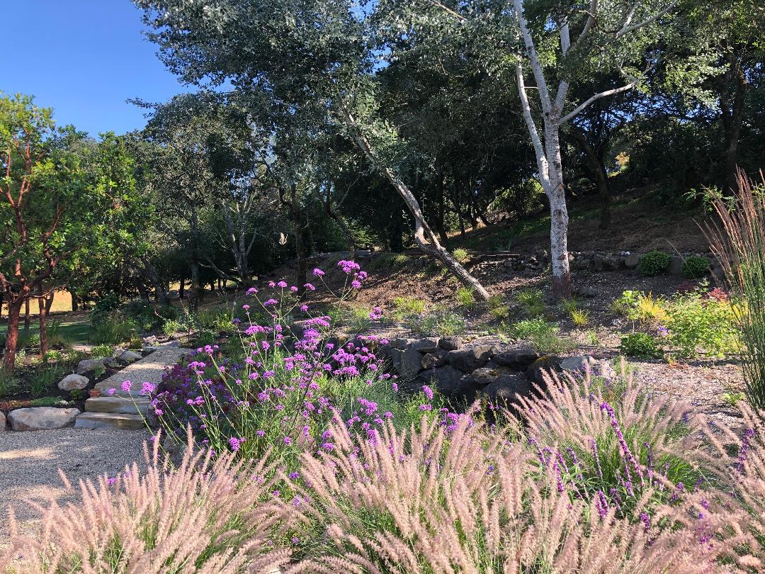 Japanese Meadow Garden - Ann Rosmarin Landscape Design