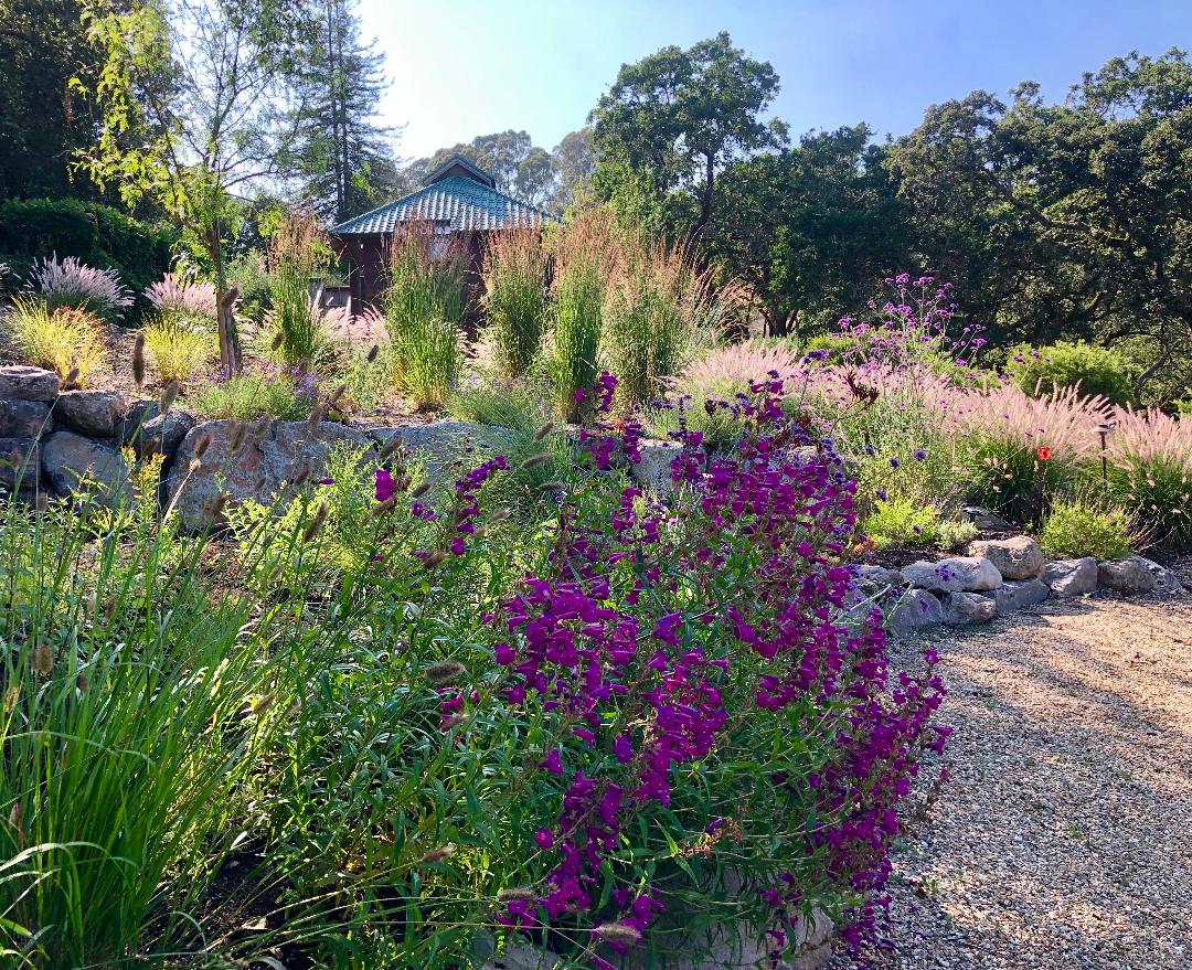 Japanese Meadow Garden - Ann Rosmarin Landscape Design