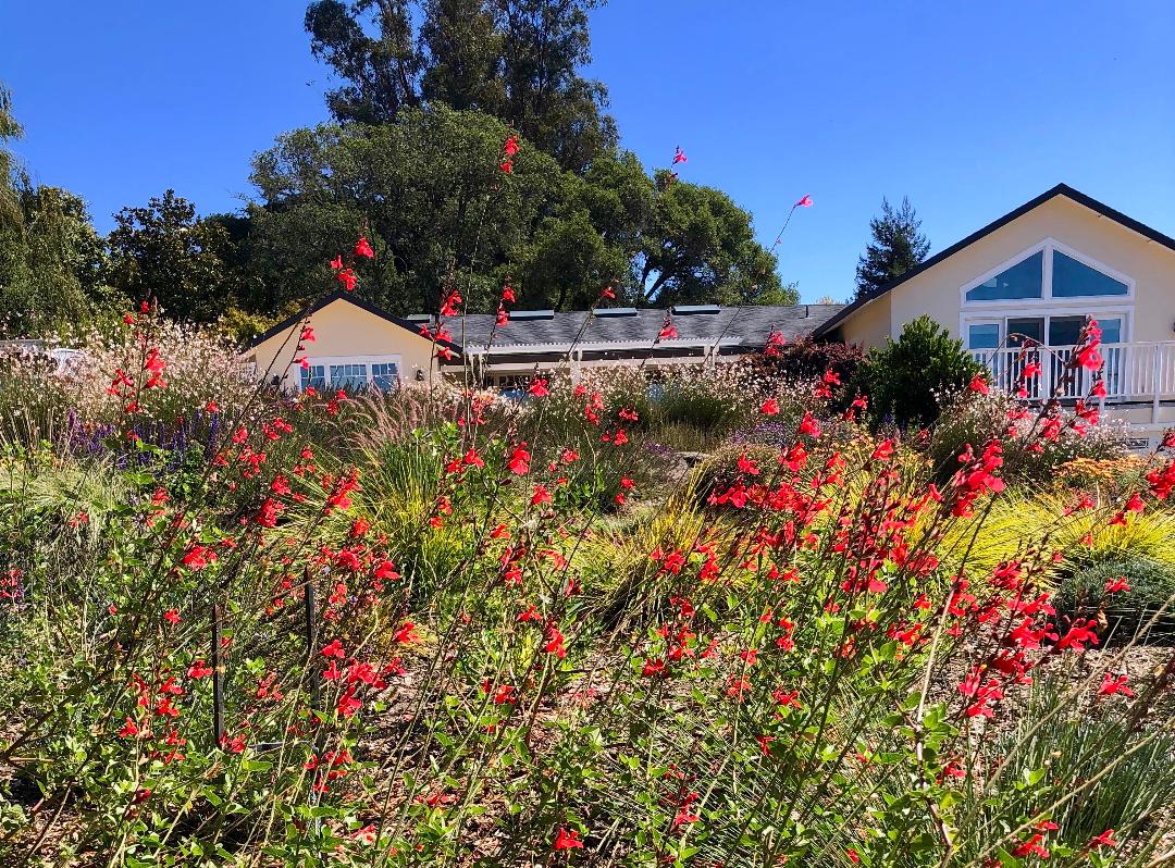 ebastopol Garden - Ann Rosmarin Landscape Design