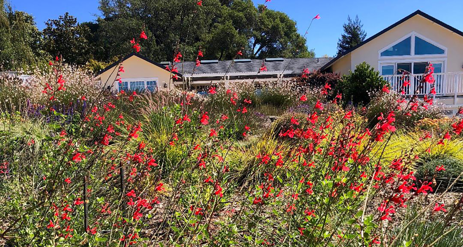 Sebastopol Garden - Ann Rosmarin Landscape Design