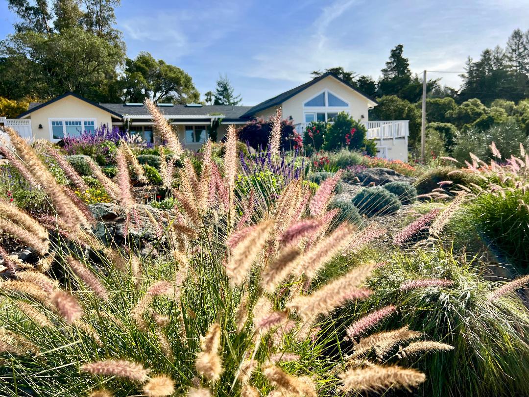 ebastopol Garden - Ann Rosmarin Landscape Design