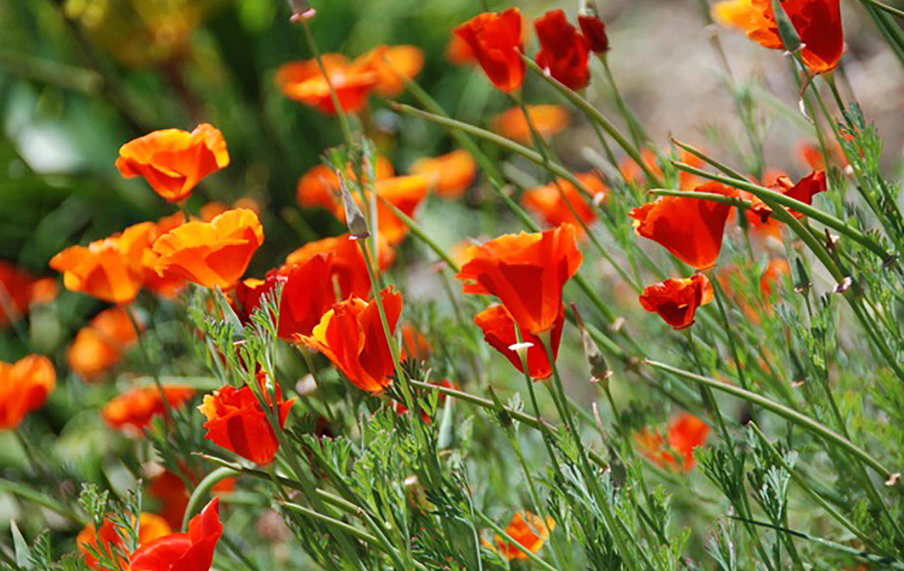Sonoma County Garden - Ann Rosmarin Landscape Design
