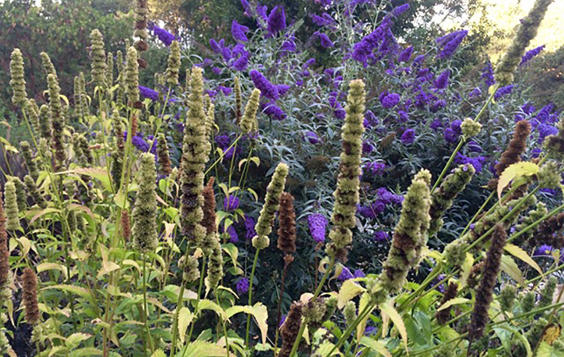 Sonoma County Garden - Ann Rosmarin Landscape Design