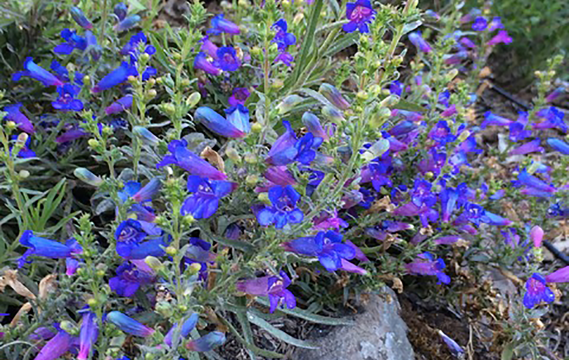 Sonoma County Garden - Ann Rosmarin Landscape Design