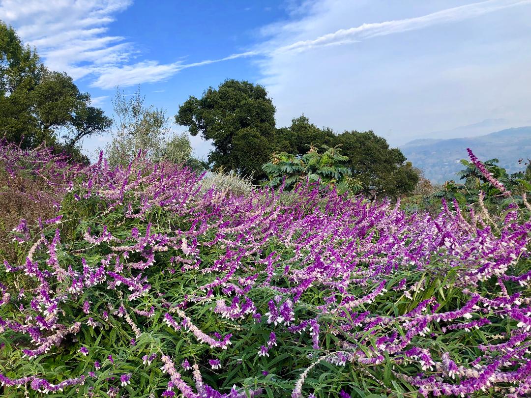 Taylor Mountain Retreat - Ann Rosmarin Landscape Design