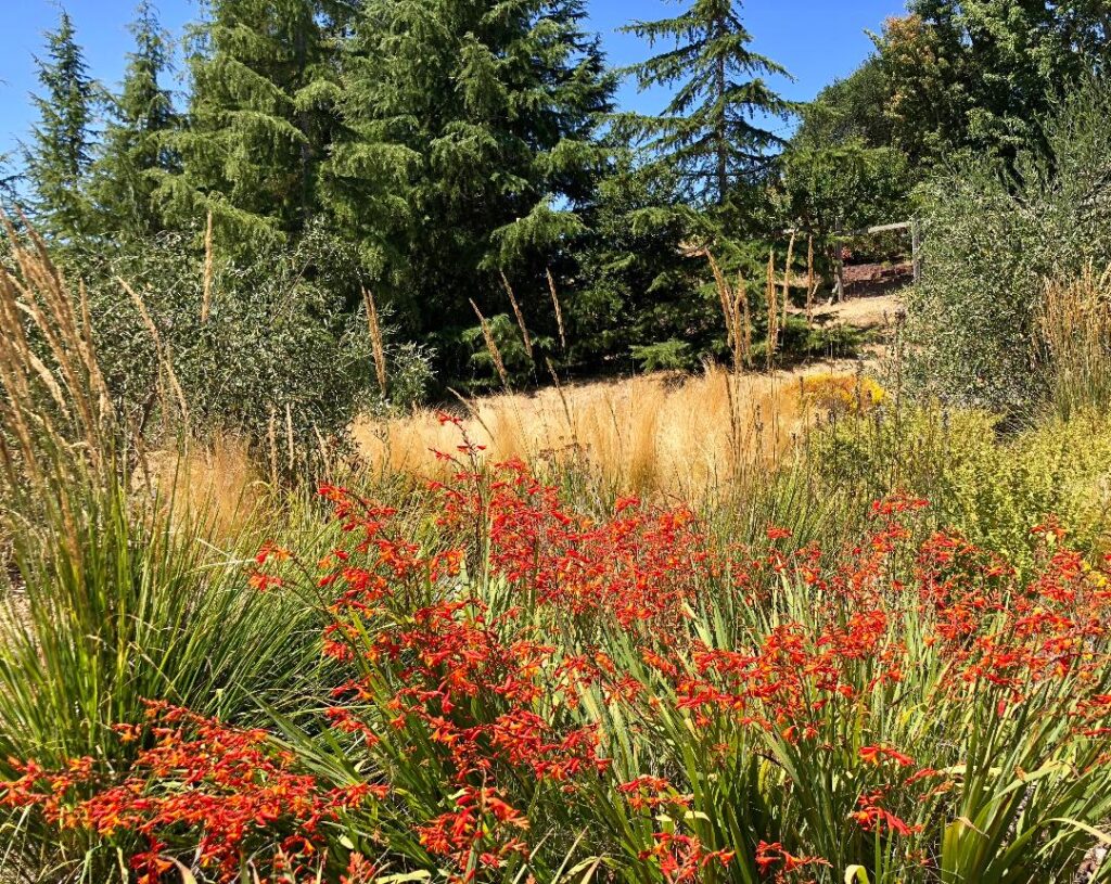 Ann Rosmarin, artist, landscape designer