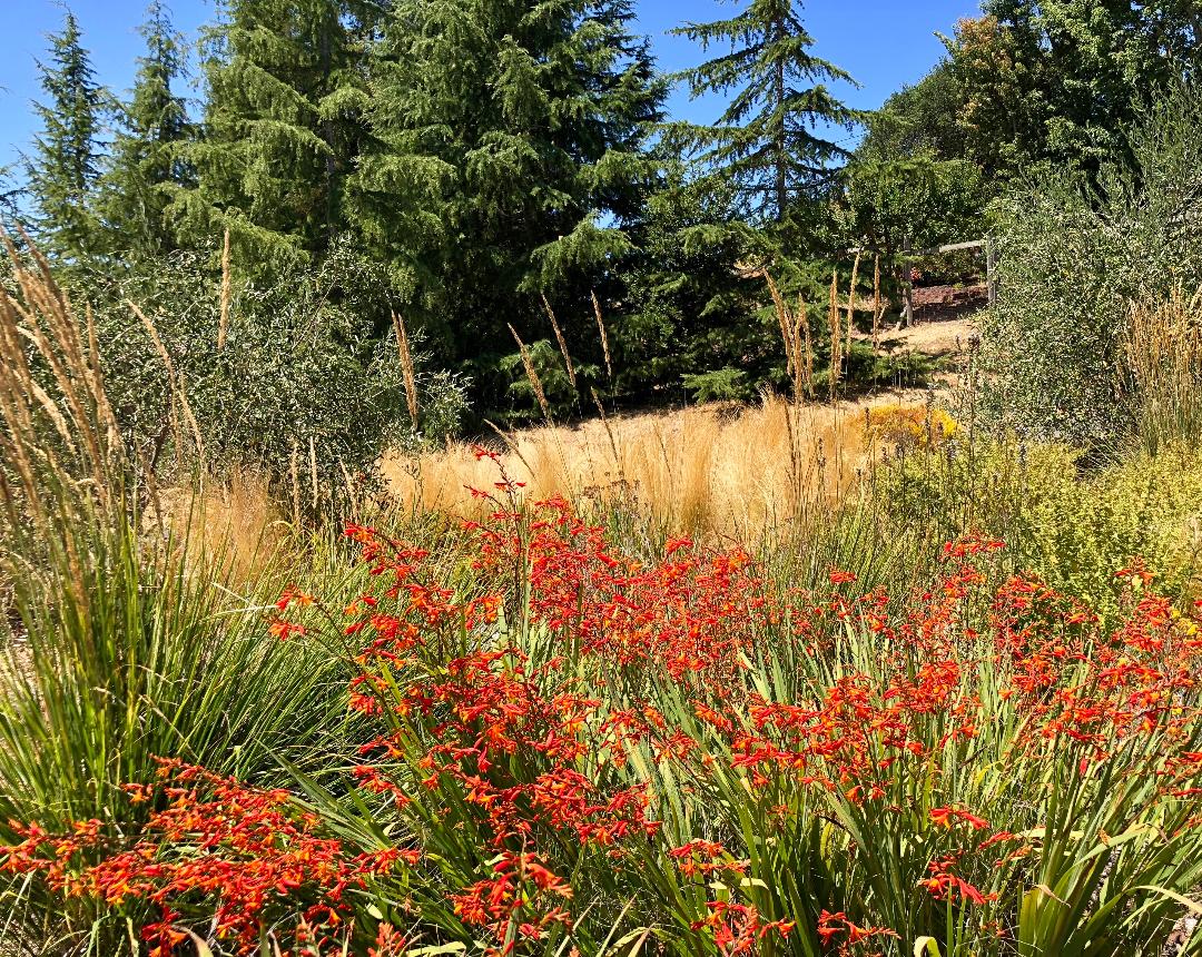 Taylor Mountain Retreat - Ann Rosmarin Landscape Design