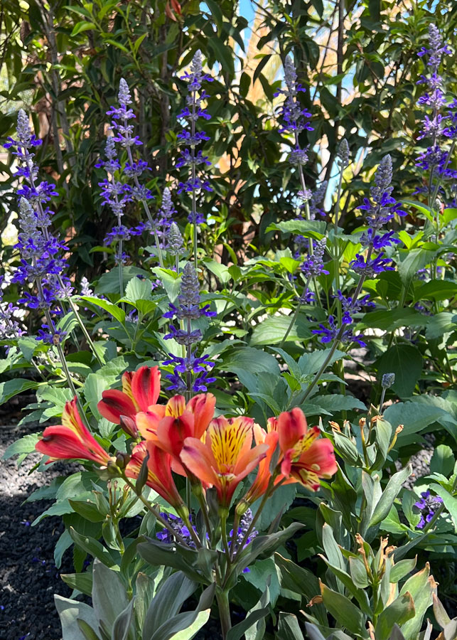 Oxford Cottage Garden - Ann Rosmarin Landscape Design