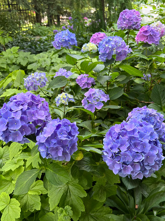French Estate - Ann Rosmarin Landscape Design