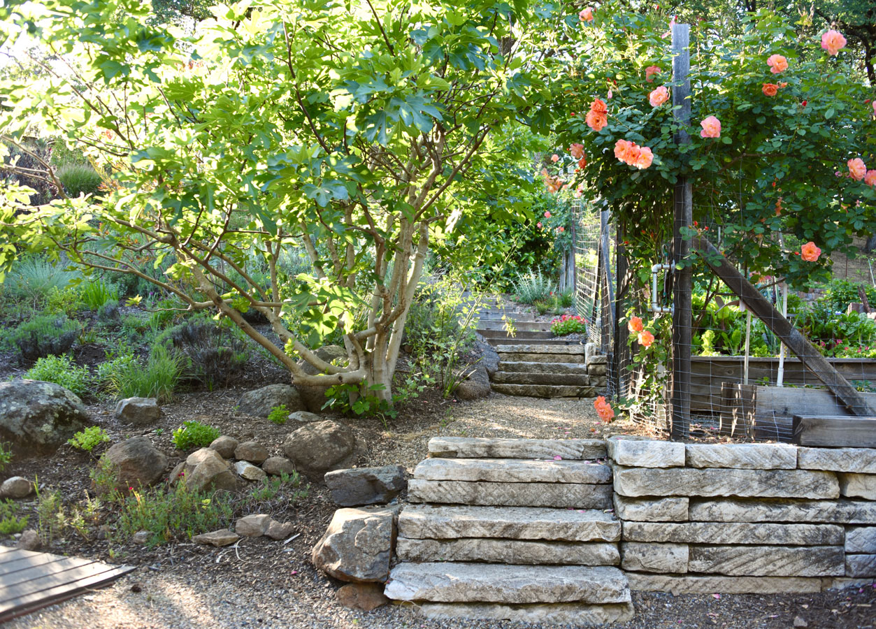 Sonoma County Garden - Ann Rosmarin Landscape Design