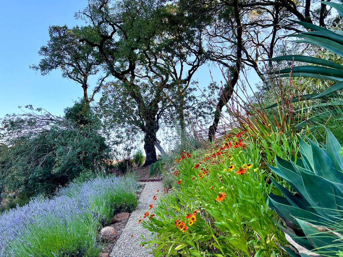 Sonoma County Garden - Ann Rosmarin Landscape Design
